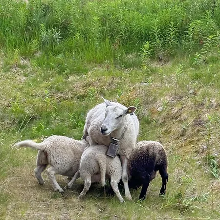 4 Værelses Lækkert Hjem I Rauland